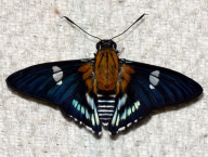 night butterfly (Lepidoptera: Hesperiidae; French Guiana)